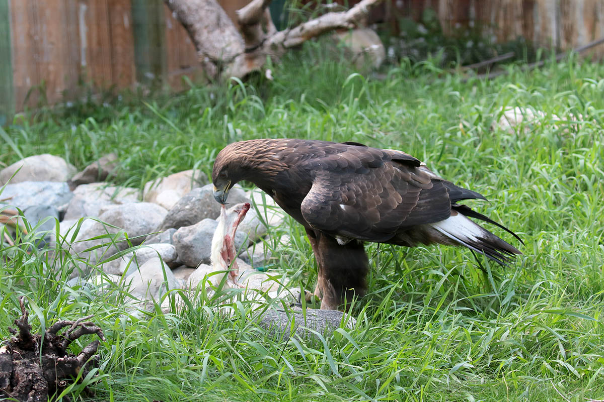 Golden Eagle - Steenarend